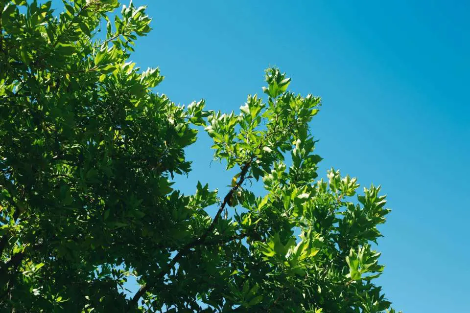 tree leaves on blue sky background