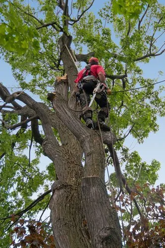 Arborist in tree in San Diego with harnesses and all safety gear