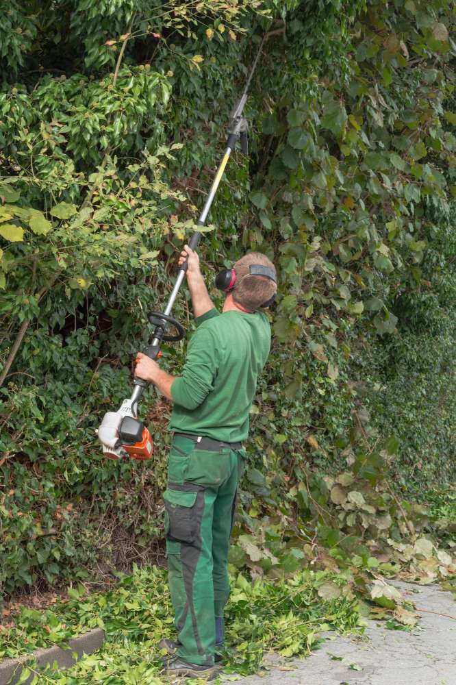 tree care worker in green, trimming a hedge with a hedge trimmer above head height. Located in San Diego