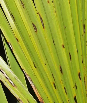 picture of diseased palm frond in San Diego