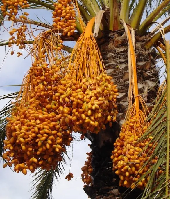 date palm with seed pods  ready to be removed by arborist in san diego