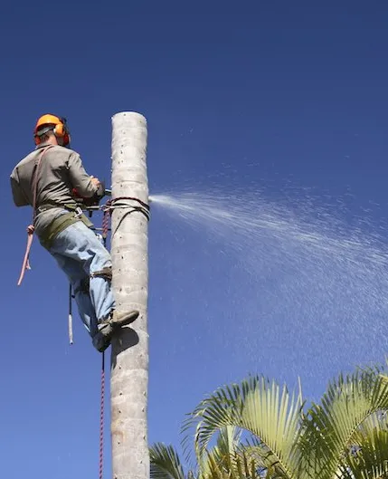 Tree care pro removing a palm tree in San Diego County