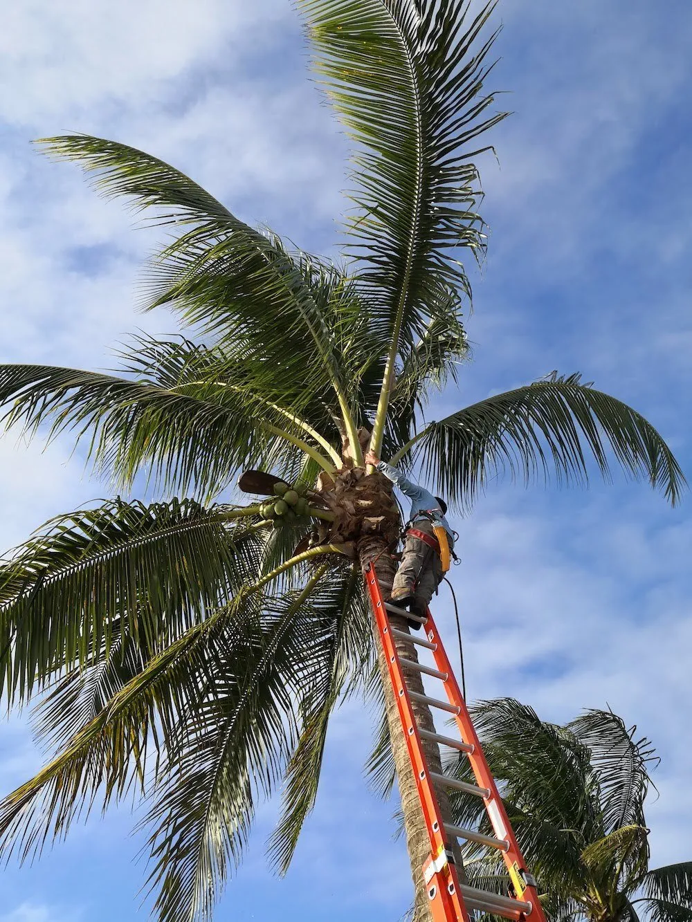 picture of arborist in tree in La Mesa, CA, removing some dead palm fronds from a coconut tree