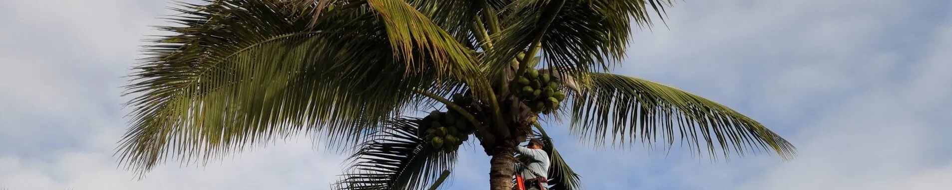 Coconuts being cut from palm in San Diego