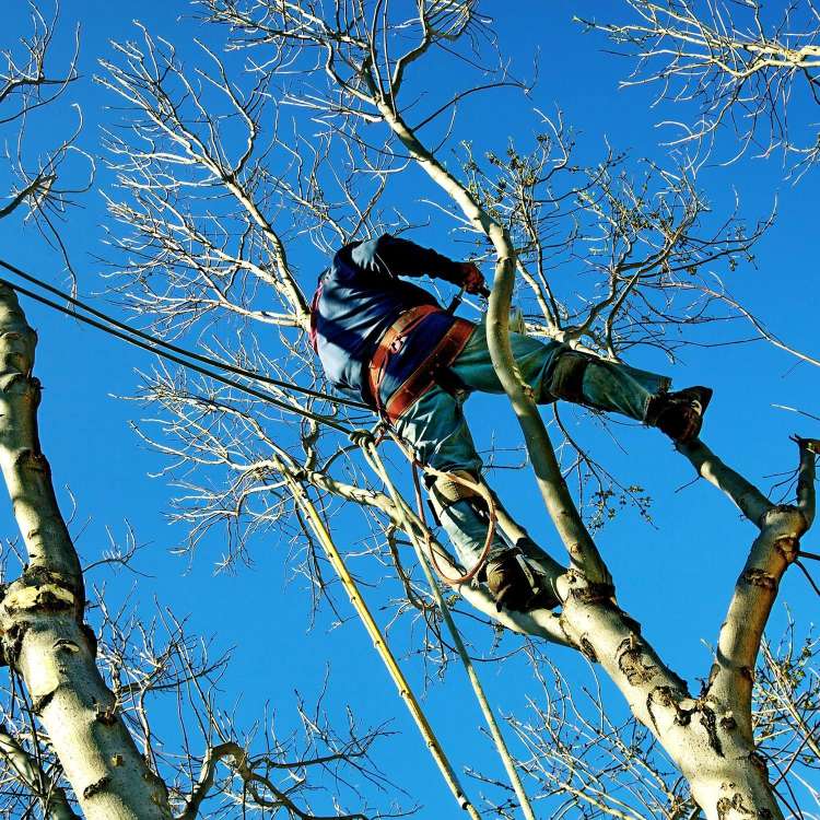 arborist in tree with climbing ropes doing an assessment on a tree in San Diego CA