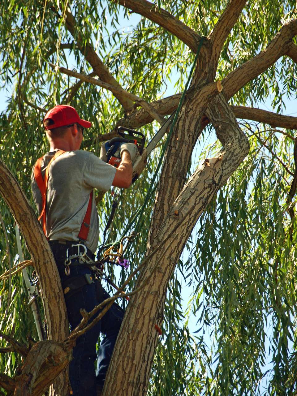 ISA arborist selectively removing limbs with a small chainsaw