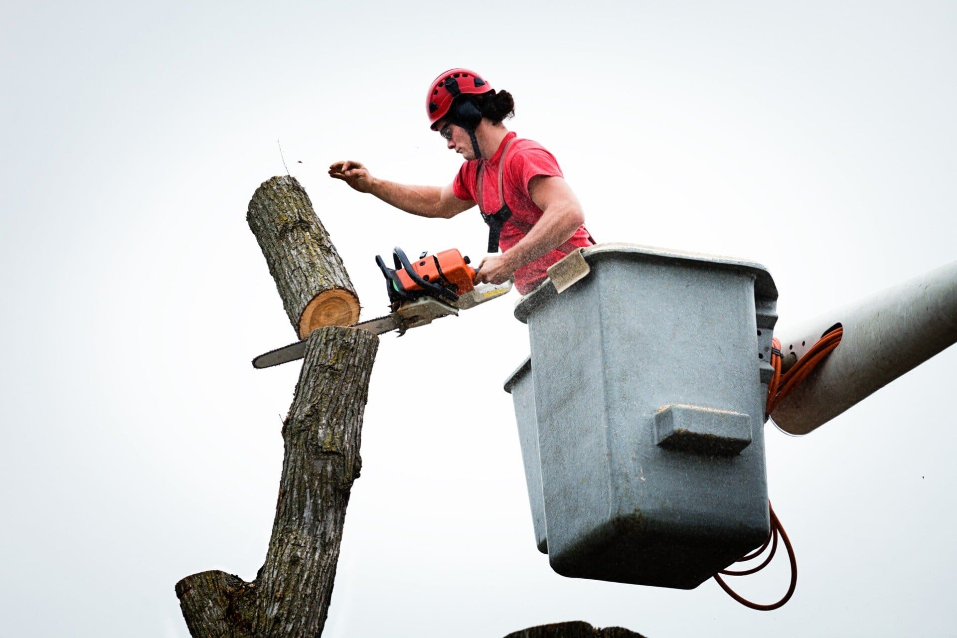 arborist in La Mesa, San Diego. In a bucket truck high above the ground holding a chainaw, just cut a limb off a tree. The limb is falling to the ground