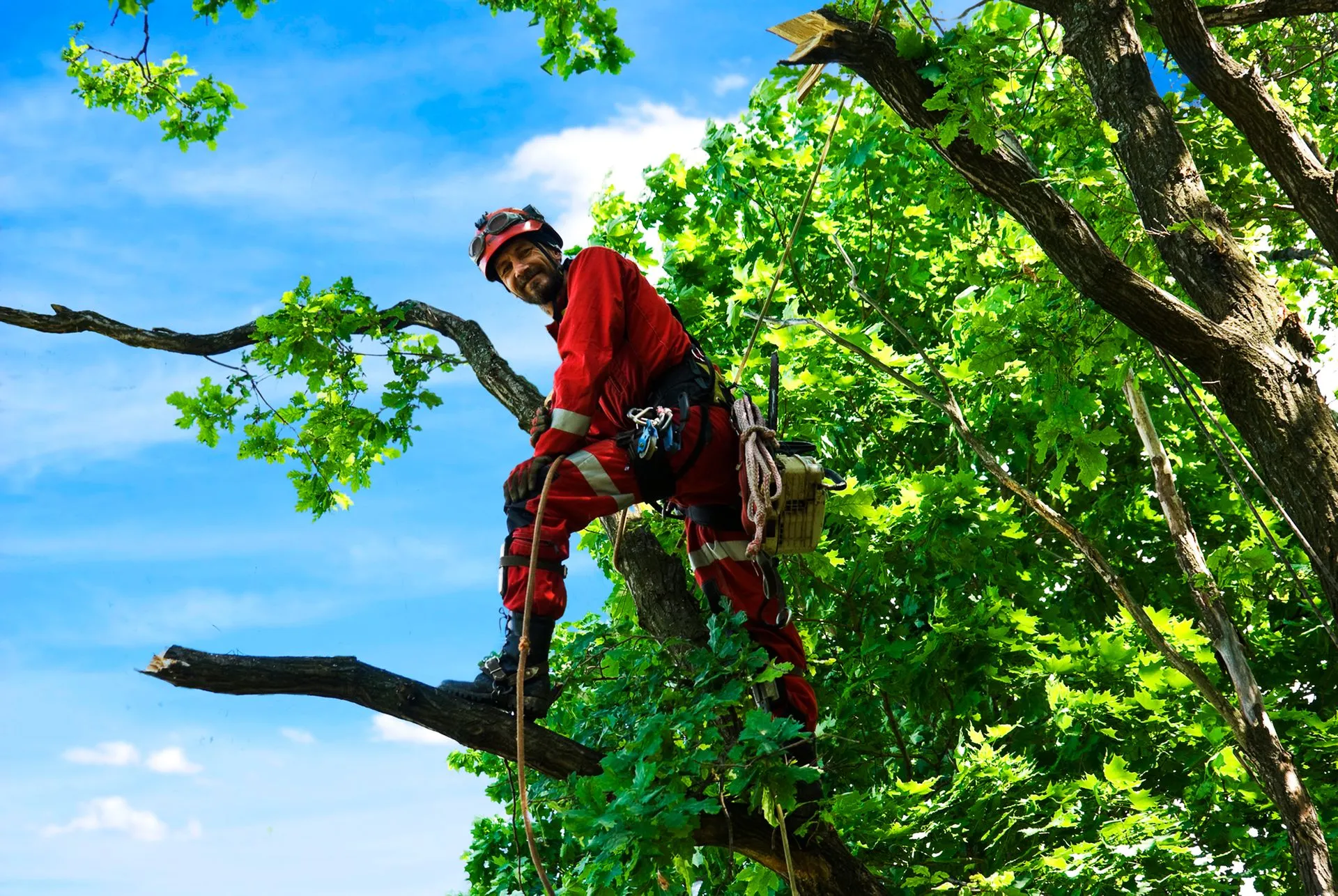tree care professional looking at camera while in tree whith ropes and climbing equipment