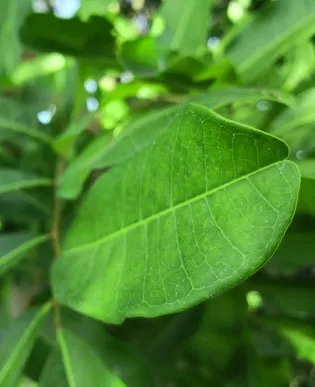 Green leaves on a tree which have been recently fertilized