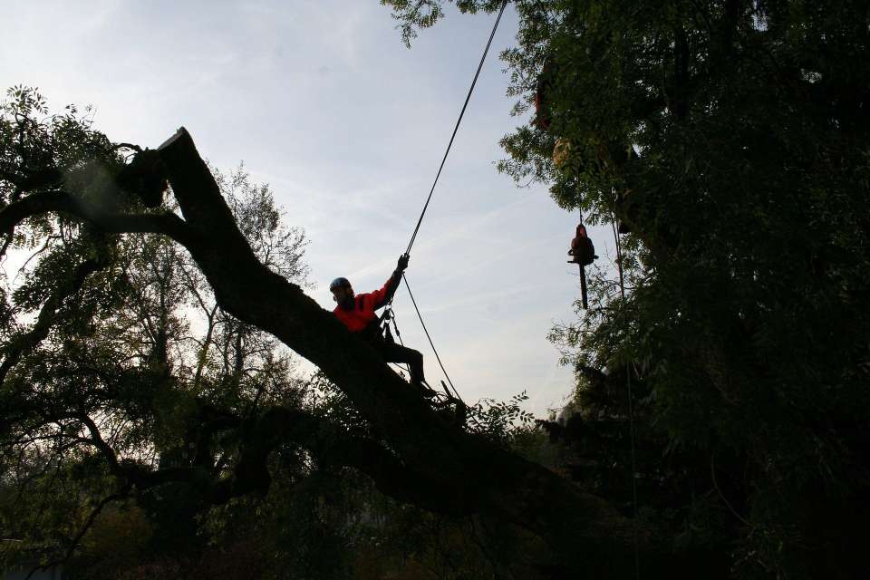 arborist removing a tree limb on dusk. Climbing in tree with harnesses